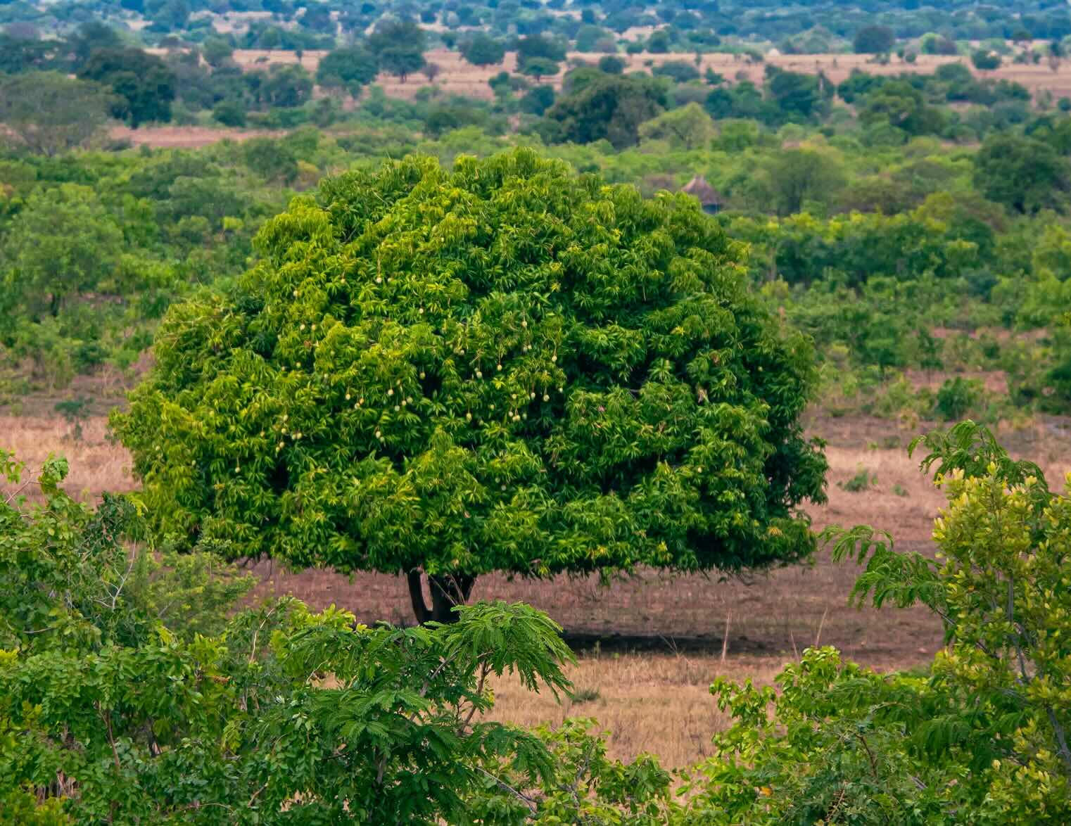 Canopy Trust Our Strategy Payments For Environmental Services