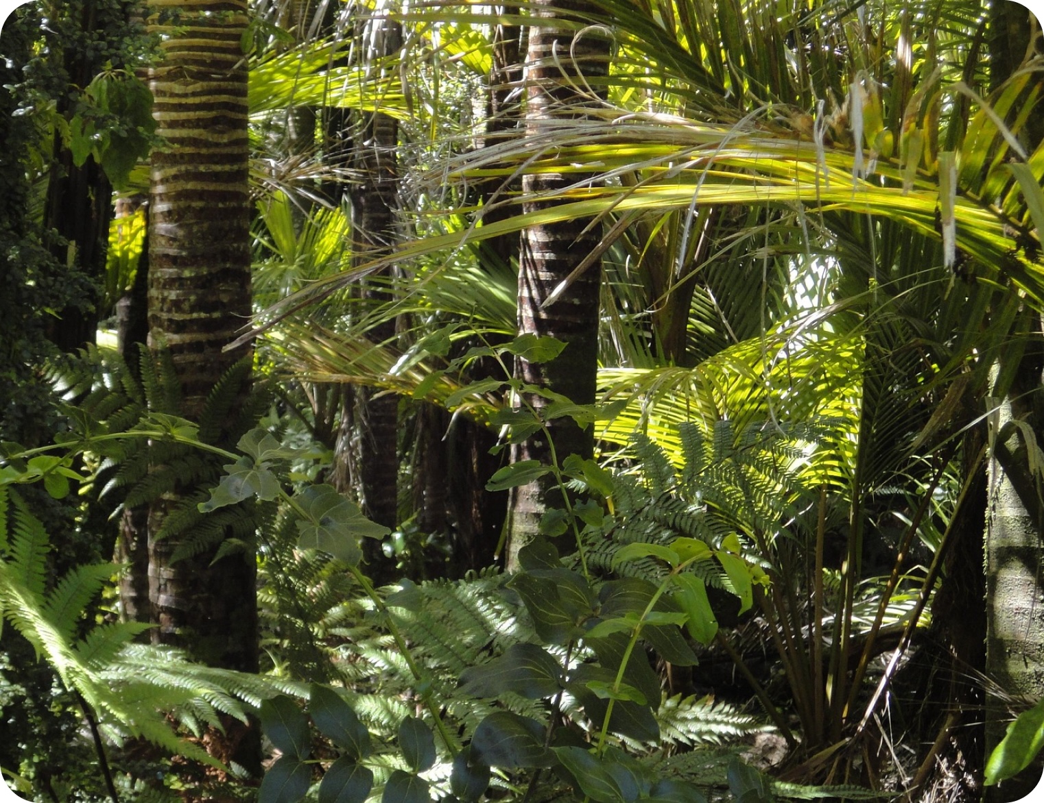 Canopy Trust Notre Strategie Fond D Investissement
