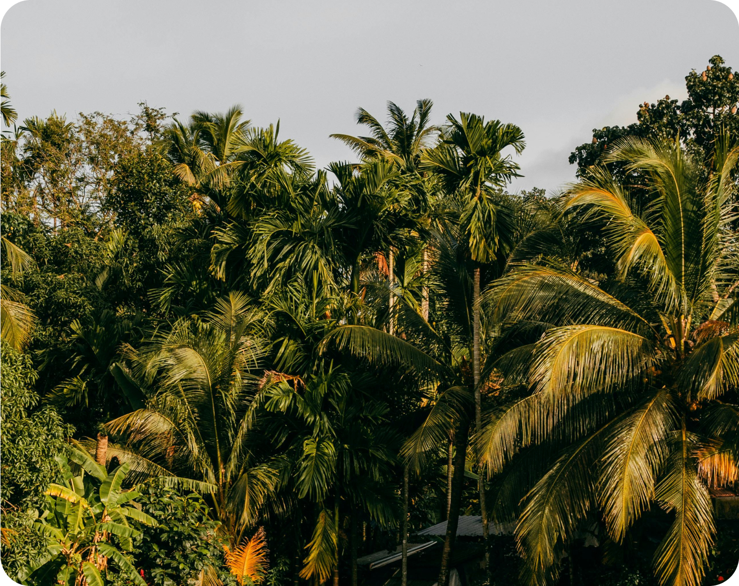 Canopy Trust Our Approach