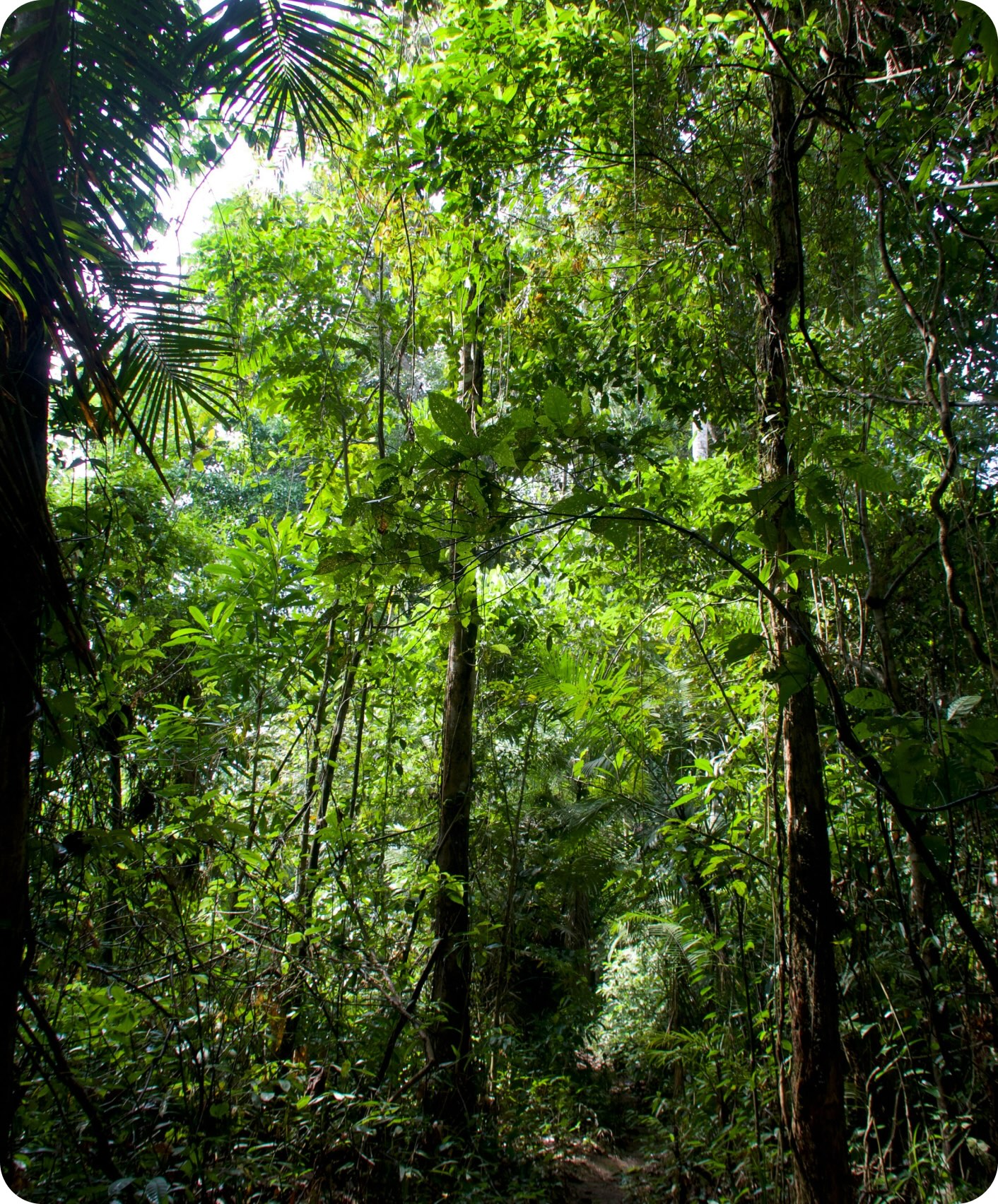 Canopy Trust Soumission De Projet Processus