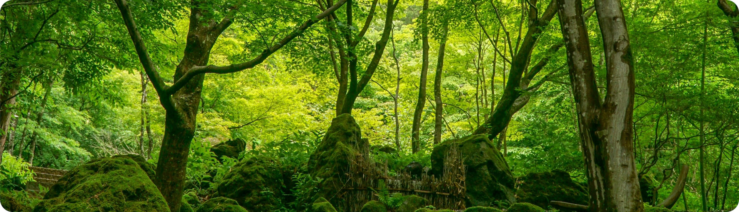 Blog: Deforestation Impact Assessment