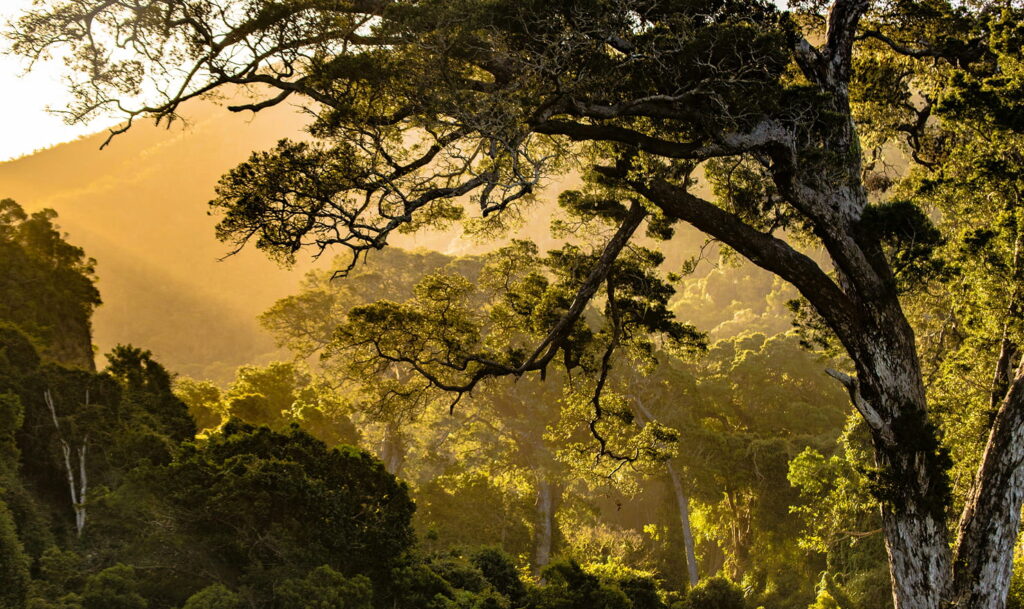 Canopy Trust Projects Image