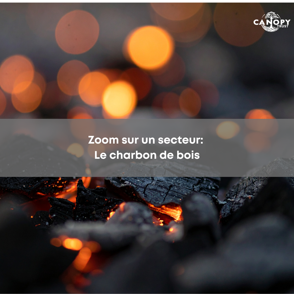 Zoom sur un Secteur: Charbon de bois
