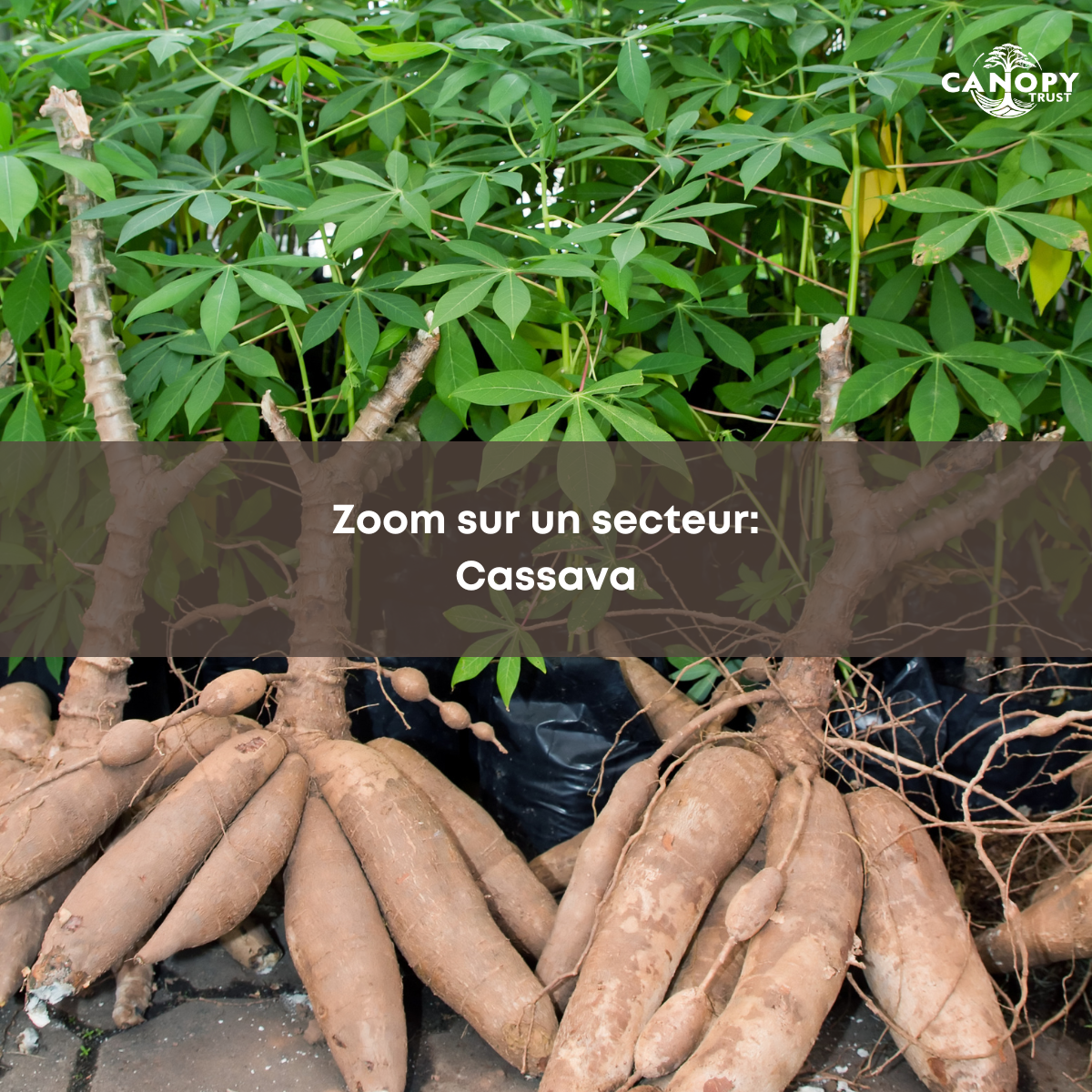 Zoom sur un secteur: Le Manioc