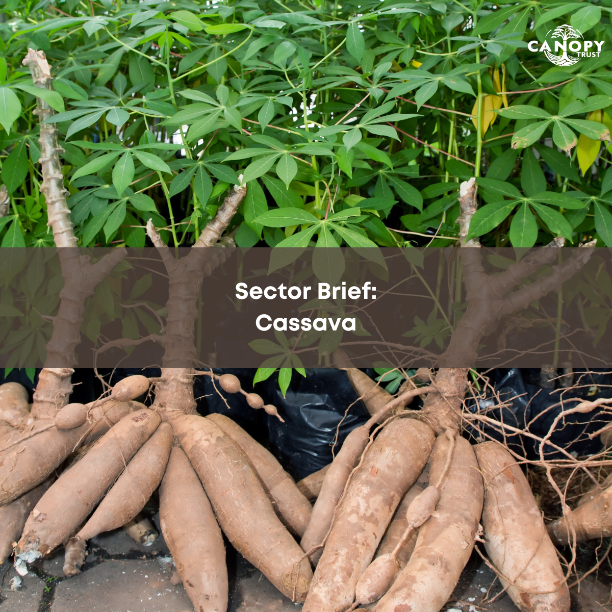 Sector brief: Cassava